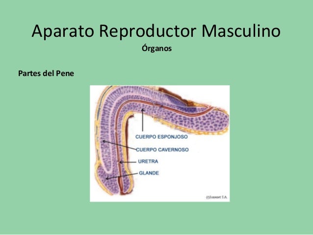 Descripcion del Aparato reproductor masculino