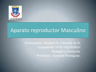 Aparato reproductor Masculino
Participante: Neyland N. Cáceres de B.
Expediente: HPS-142-00060V
Biología y conducta.
Profesora: Xiomara Rodriguez.
 
