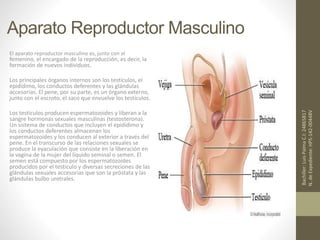 Aparato Reproductor Masculino
El aparato reproductor masculino es, junto con el
femenino, el encargado de la reproducción, es decir, la
formación de nuevos individuos.
Los principales órganos internos son los testículos, el
epidídimo, los conductos deferentes y las glándulas
accesorias. El pene, por su parte, es un órgano externo,
junto con el escroto, el saco que envuelve los testículos.
Los testículos producen espermatozoides y liberan a la
sangre hormonas sexuales masculinas (testosterona).
Un sistema de conductos que incluyen el epidídimo y
los conductos deferentes almacenan los
espermatozoides y los conducen al exterior a través del
pene. En el transcurso de las relaciones sexuales se
produce la eyaculación que consiste en la liberación en
la vagina de la mujer del líquido seminal o semen. El
semen está compuesto por los espermatozoides
producidos por el testículo y diversas secreciones de las
glándulas sexuales accesorias que son la próstata y las
glándulas bulbo uretrales.
Bachiller:LuisPalmaC.I:24865817
N.deExpediente:HPS-142-00448V
 