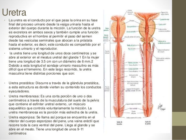 Aparato reproductor masculino