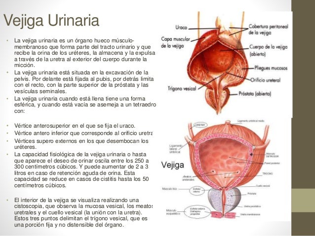Aparato reproductor masculino