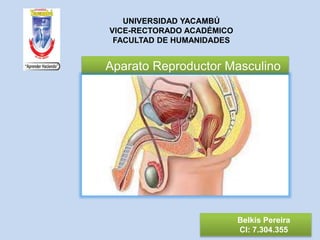 UNIVERSIDAD YACAMBÚ
VICE-RECTORADO ACADÉMICO
FACULTAD DE HUMANIDADES
Belkis Pereira
CI: 7.304.355
Aparato Reproductor Masculino
 