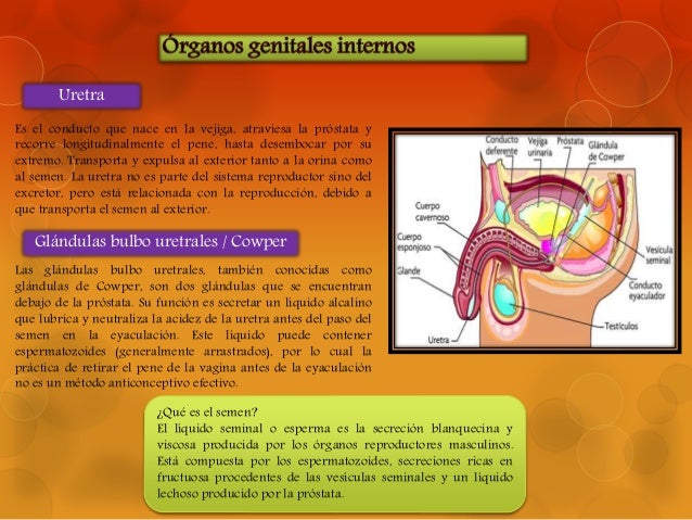 Aparato reproductor masculino