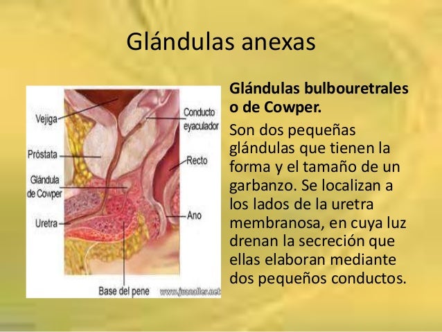 Glandulas Anexas Del Aparato Reproductor Masculino es.slideshare.net
