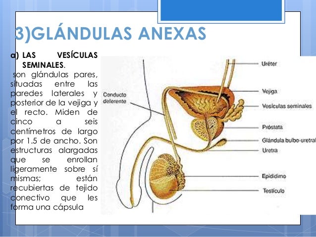 Glandulas Anexas Del Aparato Reproductor Masculino es.slideshare.net