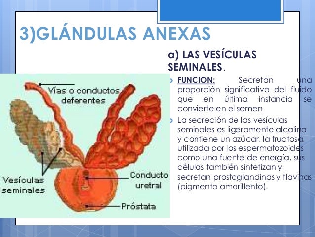 Glandulas Anexas Del Aparato Reproductor Masculino