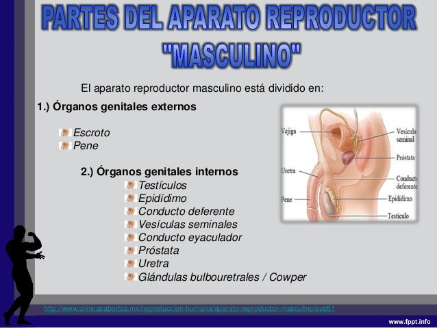 Aparato reproductor masculino