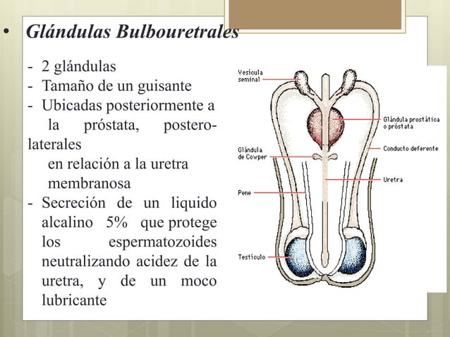 Glandulas Anexas Del Aparato Reproductor Masculino es.slideshare.net