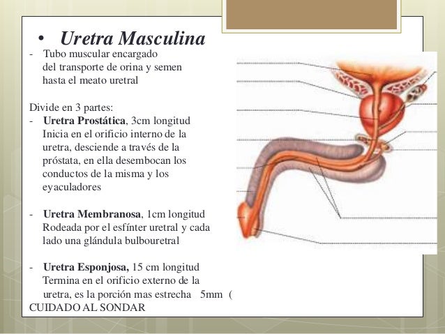 Aparato reproductor masculino