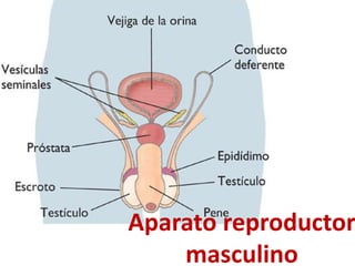 Aparato reproductor
masculino
 