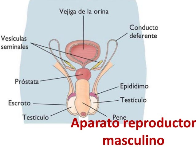 Resultado de imagen de imagenes del aparato reproductor masculino