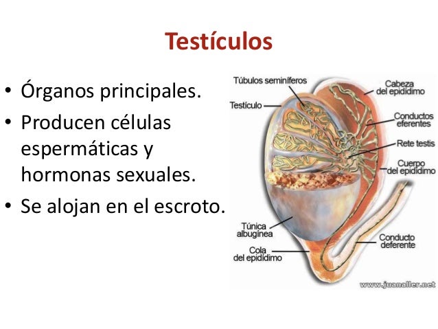 Aparato reproductor masculino