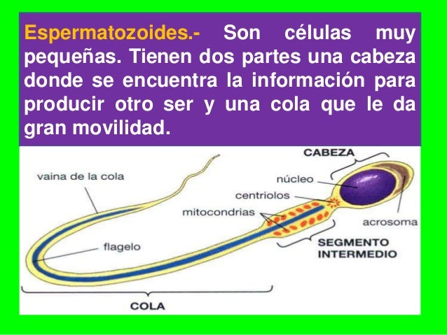 Organo Sexual Externo Que Expulsa Los Espermatozoides