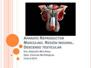 APARATO REPRODUCTOR
MASCULINO. REGIÒN INGUINAL.
DESCENSO TESTICULAR
Dra. Alejandra Mira Rosa
Dpto. Ciencias Morfològicas
Ciclo II-2014
 