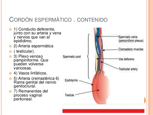 Aparato reproductor masculino