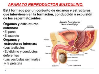 Órganos y estructuras
externas:
•El pene
•El escroto
Órganos y
estructuras internas:
•Los testículos
•Epidídimo y conductos
deferentes
•Las vesículas seminales
y la próstata
APARATO REPRODUCTOR MASCULINO.
Está formado por un conjunto de órganos y estructuras
que intervienen en la formación, conducción y expulsión
de los espermatozoides.
 