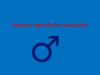 Aparato reproductor masculino
 