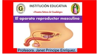 INSTITUCIÓN EDUCATIVA
“«Nuestra Señora de Guadalupe»
Profesora. Janet Príncipe Enríquez.
El aparato reproductor masculino
 