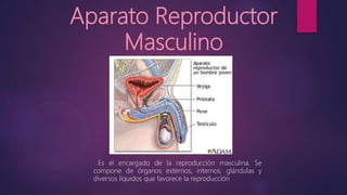 Aparato Reproductor
Masculino
Es el encargado de la reproducción masculina. Se
compone de órganos externos, internos, glándulas y
diversos líquidos que favorece la reproducción
 