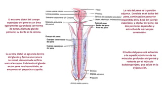 Aparato Reproductor Masculino Con Sus Partes PPT Aparato Reproductor Masculino Con Sus Partes PPT