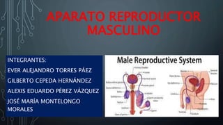 APARATO REPRODUCTOR MASCULINO para estudiantes | PPT