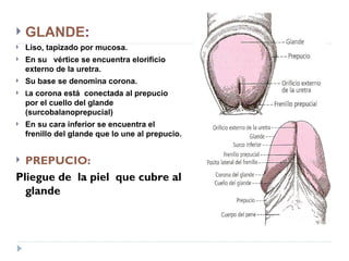 APARATO REPRODUCTOR MASCULINO Clase De Anatomofisiologia PPT APARATO REPRODUCTOR MASCULINO Clase De Anatomofisiologia PPT