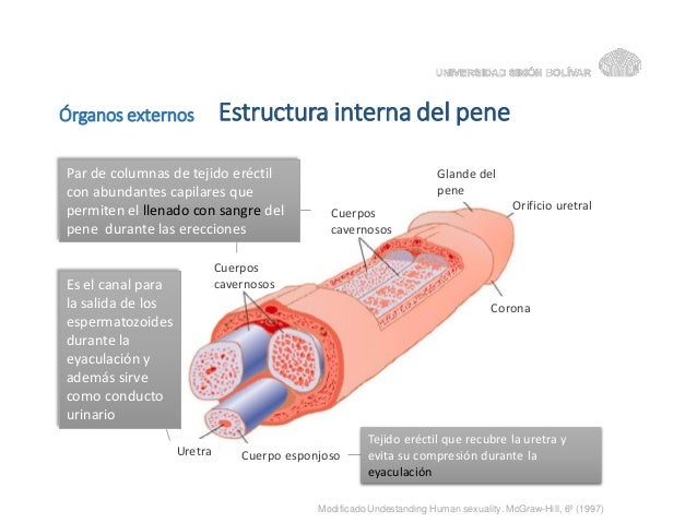 Aumentar la cabeza del miembro por los ejercicios