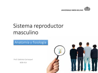 Sistema reproductor
masculino
Anatomía y fisiología

Prof. Gabriela Carrasquel
BOB-414

 