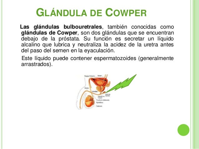 Aparato reproductor masculino gva