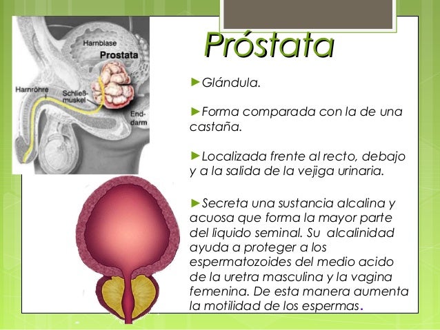 Aparato reproductor masculino unificado