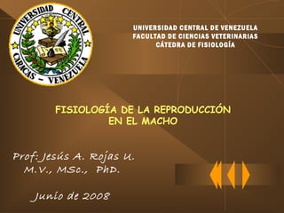 FISIOLOGÍA DE LA REPRODUCCIÓN
EN EL MACHO
Prof: Jesús A. Rojas U.
M.V., MSc., PhD.
Junio de 2008
UNIVERSIDAD CENTRAL DE VENEZUELA
FACULTAD DE CIENCIAS VETERINARIAS
CÁTEDRA DE FISIOLOGÍA
 