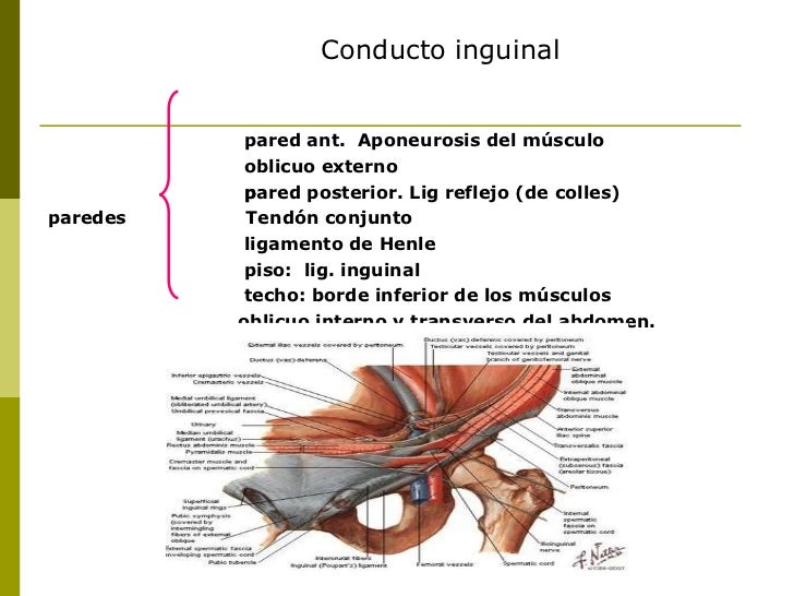 Aparato Reproductor Masculino Y Femenino