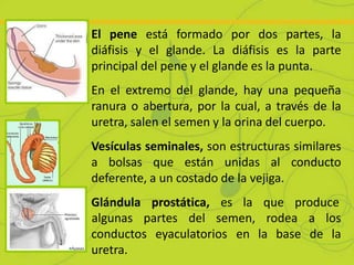 El pene está formado por dos partes, la
diáfisis y el glande. La diáfisis es la parte
principal del pene y el glande es la...