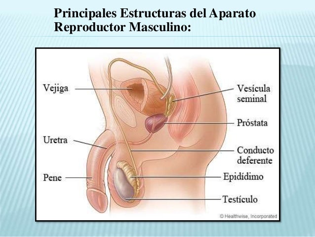 Fotos aparato genital mujer 73 Fotos aparato genital mujer 88