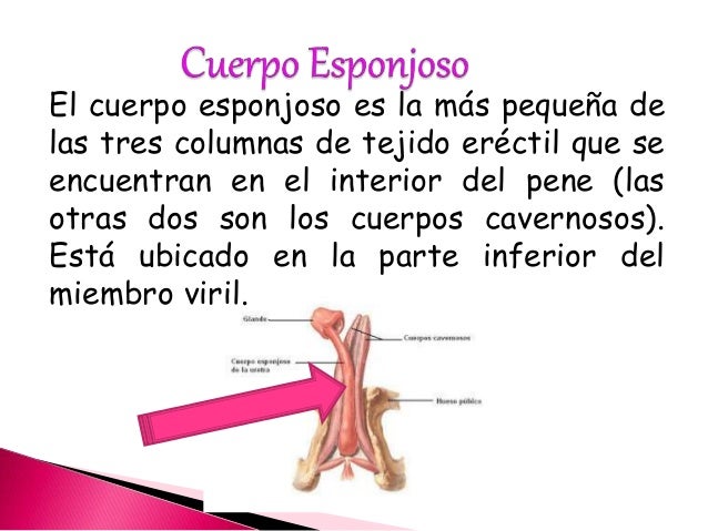 Por medio de que es posible aumentar el miembro viril