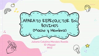 APARATO REPRODUCTOR EN
BOVINOS
(Macho y Hembra)
Juliana Catalina Morales Rueda
ID 784442
MVZ
 