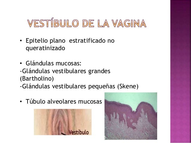 Aparato reprodutor femenino