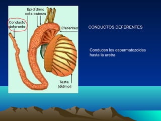 CONDUCTOS DEFERENTES
Conducen los espermatozoides
hasta la uretra.
 