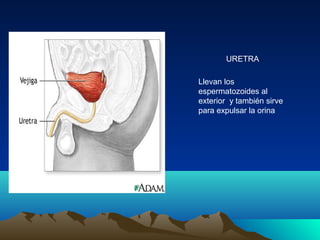 URETRA
Llevan los
espermatozoides al
exterior y también sirve
para expulsar la orina
 
