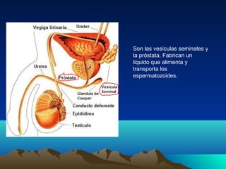 Son las vesículas seminales y
la próstata. Fabrican un
liquido que alimenta y
transporta los
espermatozoides.
 