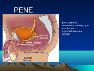 PENE
En su extremo
desemboca la uretra, que
expulsa los
espermatozoides al
exterior
 