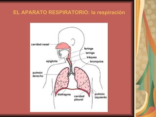 EL APARATO RESPIRATORIO: la respiración 