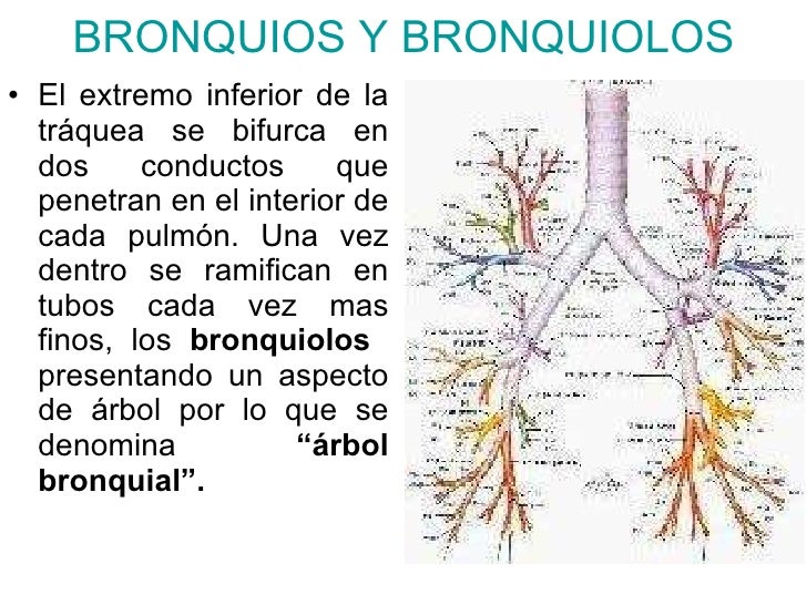 Aparato Respiratorio
