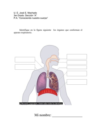 U. E. José E. Machado
3er.Grado. Sección “A”
P.A. “Conociendo nuestro cuerpo”




      Identifique en la figura siguiente los órganos que conforman el
aparato respiratorio.




                    Mi nombre: _________________
 