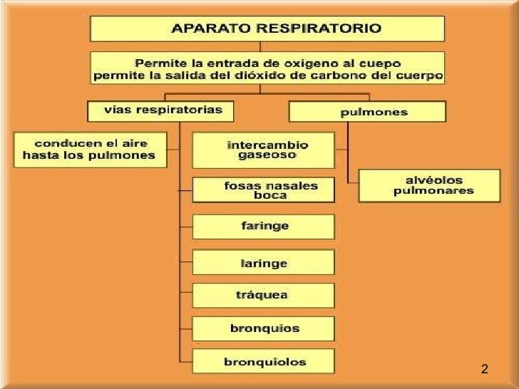 APARATO RESPIRATORIO