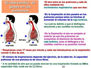 El intercambio  de gases en los pulmones El aire entra en los pulmones y sale de ellos mediante los  movimientos respiratorios  que son dos: En la Inspiración el aire penetra en los pulmones porque estos se hinchan al aumentar el volumen de la  caja torácica .   La cual es debido a que el diafragma desciende y las costillas se levantan. En la Espiración el aire es arrojado al exterior ya que los pulmones se comprimen al disminuir de tamaño la  caja torácica , pues el diafragma y las costillas vuelven a su posición normal.  Respiramos unas 17 veces por minuto y cada vez introducimos en la respiración normal ½ litro de aire.  El número de inspiraciones depende del ejercicio, de la edad etc. la capacidad pulmonar de una persona es de cinco litros.   A la cantidad de aire que se pueda renovar en una inspiración forzada se llama capacidad vital; suele ser de 3,5 litros .   28 