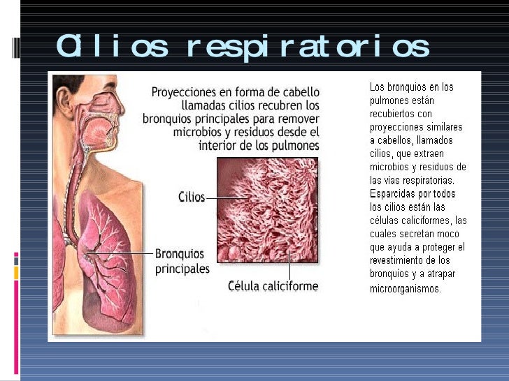 Aparato respiratorio