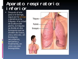 Aparato respiratorio: inferior Después el aire pasa a la faringe, sigue por la  laringe  y penetra en la tráquea. A la mitad de la altura del pecho, la tráquea se divide en dos bronquios que se dividen de nuevo, una y otra vez , en bronquios secundarios, terciarios y, finalmente, en unos 250.000 bronquiolos.  