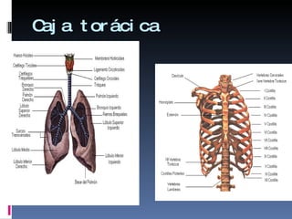 Caja torácica  