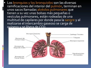 Los  bronquios y los bronquiolos  son las diversas ramificaciones del interior del  pulmón , terminan en unos sacos llamadas  alvéolos pulmonares  que tienen a su vez unas bolsas más pequeñas o vesículas pulmonares, están rodeadas de una multitud de capilares por donde pasa la  sangre  y al realizarse el intercambio gaseoso se carga de oxígeno y se libera de CO2. 